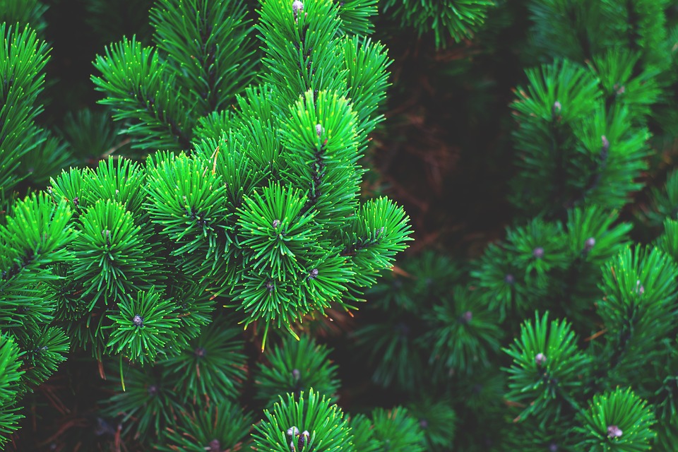 Daun Tumbuhan Pinus