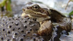  Fertilisasi  Eksternal  pada Katak  MateriKimia