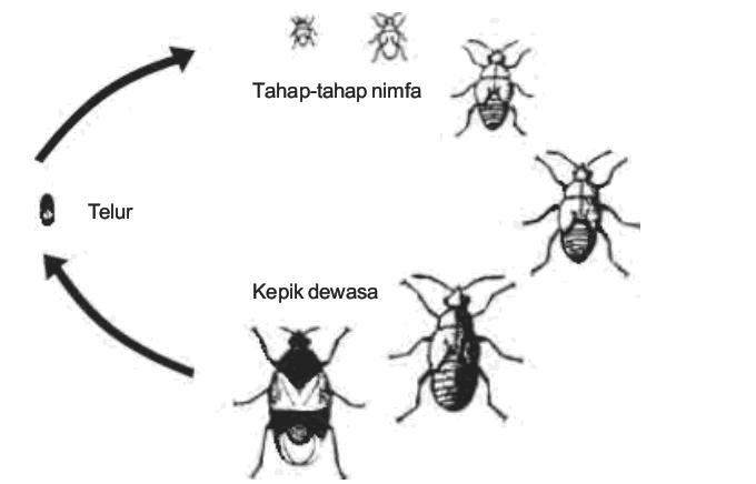 10 Contoh Hewan Yang Mengalami Metamorfosis Tidak Sempurna Materi Kimia