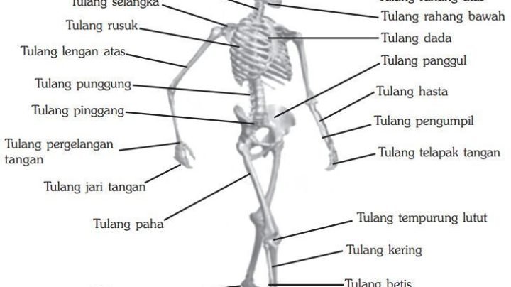 Pengertian Alat Gerak pasif dan Aktif pada Manusia beserta Contohnya