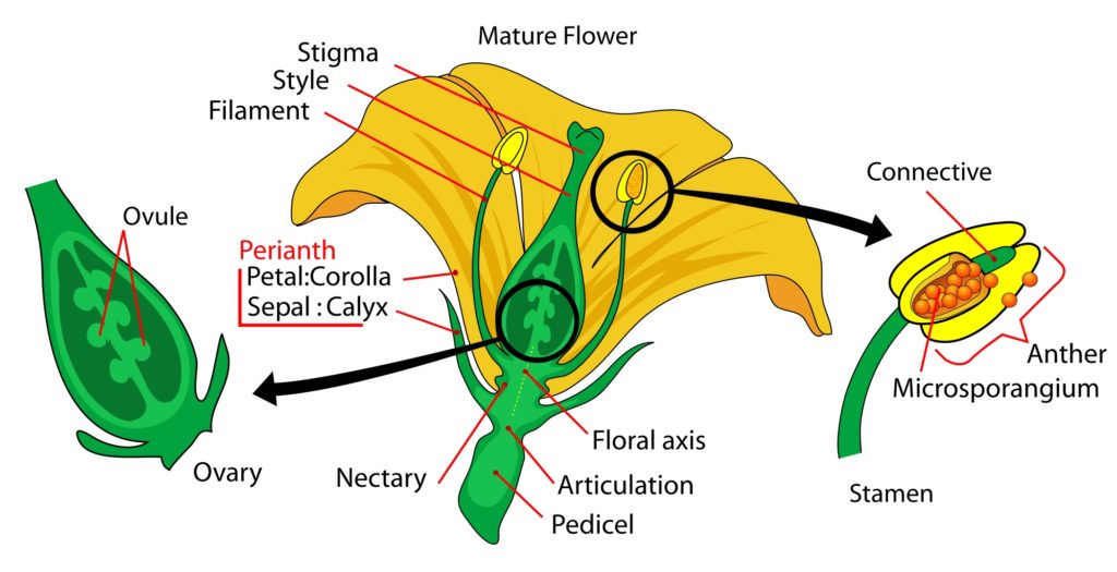 Organ Reproduksi Seksual Tumbuhan Angiospermae