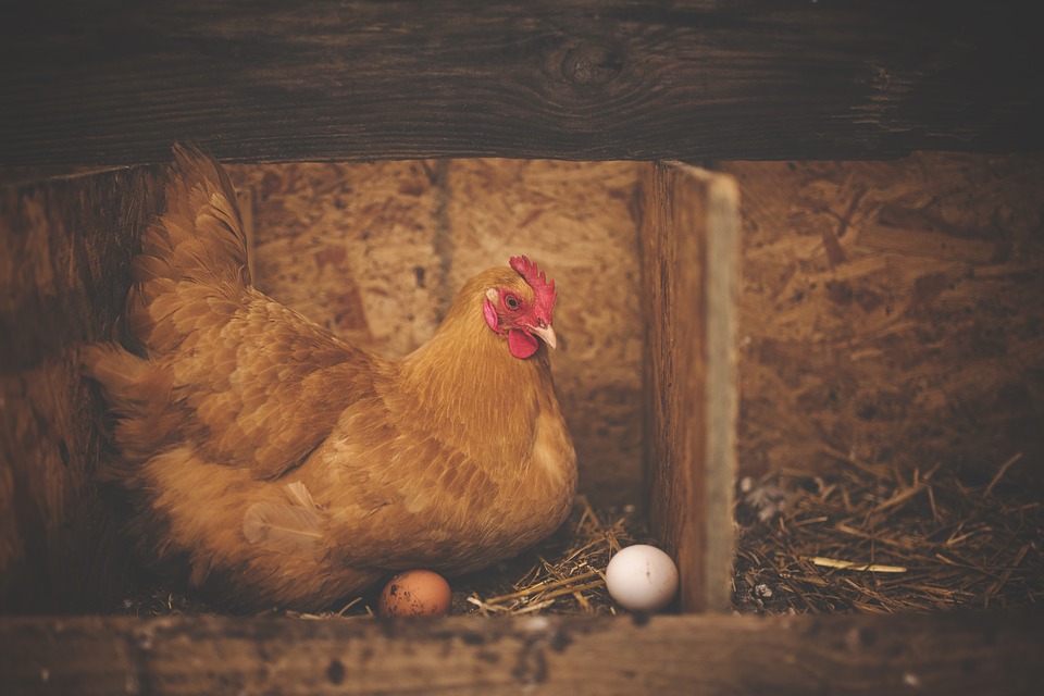 Perkembangbiakan Generatif Ayam dengan Bertelur