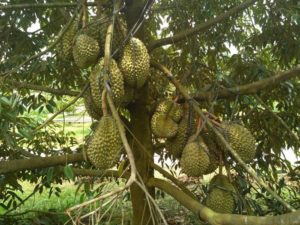 Pohon Durian MateriKimia