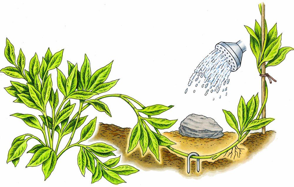 15 Contoh Soal Pembiakan Tanaman Secara Vegetatif Alami Dan Buatan Materi Kimia
