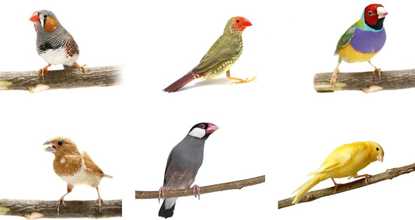 Spesies Burung Finch