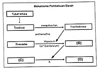 Bagan Pembekuan Darah