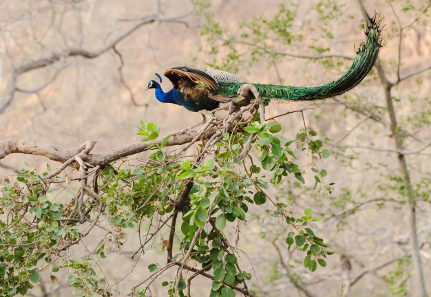 Burung Merak yang Sedang Bertengger di Pohon