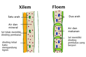 Gambar Struktur Jaringan Xilem dan Floem