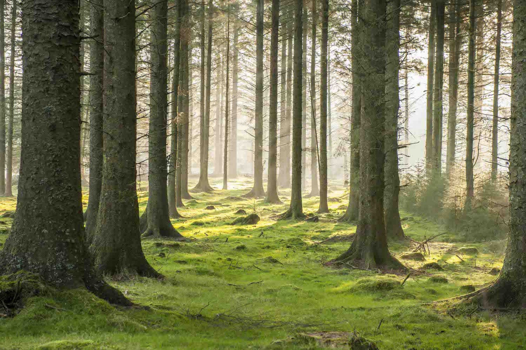 Hutan adalah Contoh Sumber Daya Alam yang Dapat Diperbaharui