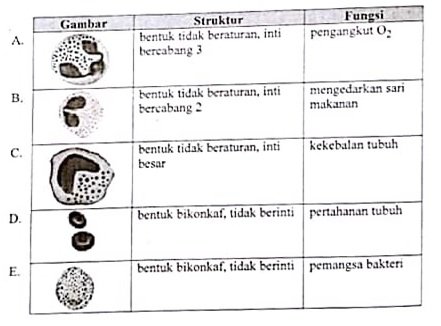 Jaringan pada Manusia