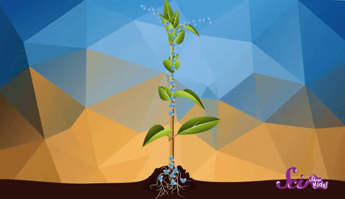 Pengangkutan air dan nutrisi pada tumbuhan