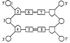 Struktur DNA