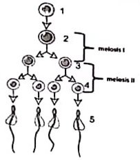 Urutan Peristiwa Spermatogenesis