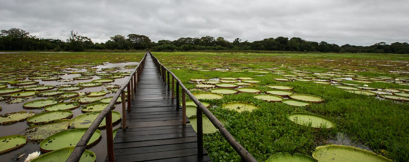 Rawa Pantanal yang Terletak di Brazil, Bolivia, dan Paraguay