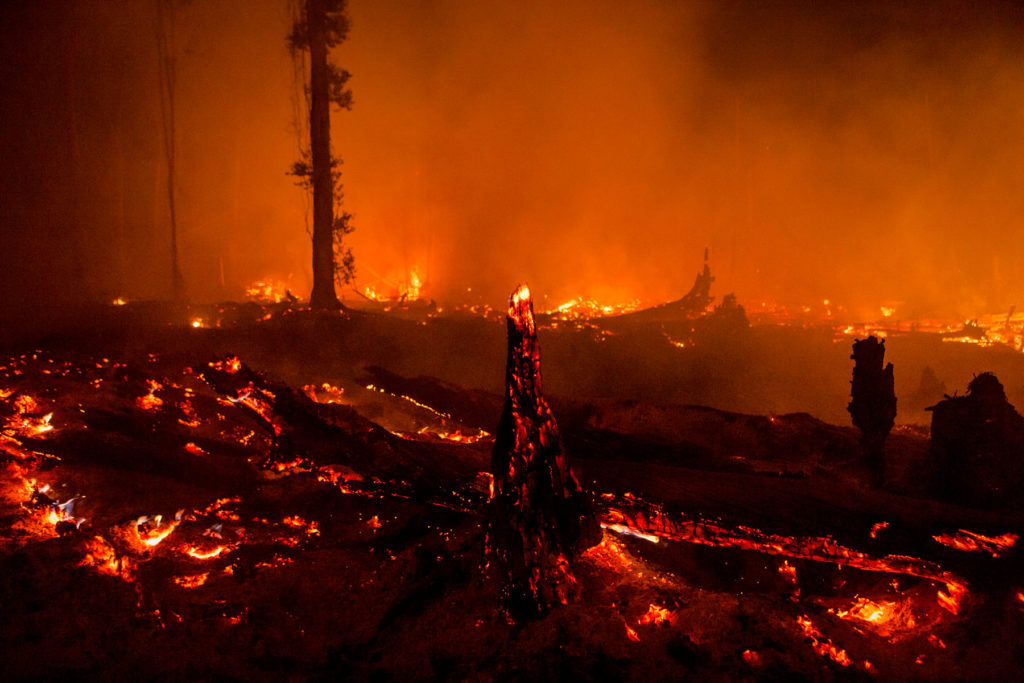 Kebakaran Hutan yang Membumi Hanguskan Paru-paru Dunia