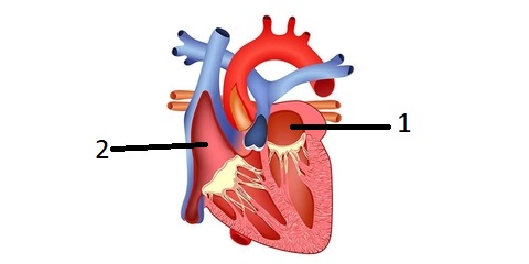 Gambar Anatomi Jantung Manusia