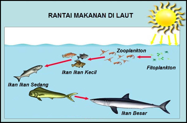 Rantai Makanan Ekosistem Laut