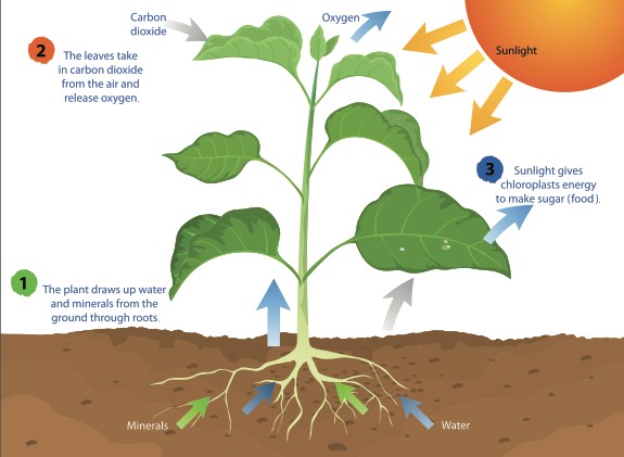 Endodermis pada penampang melintang akar tanaman mangifera indica terdapat di