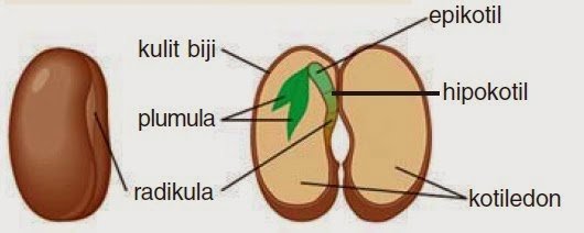 Gambar Struktur Biji