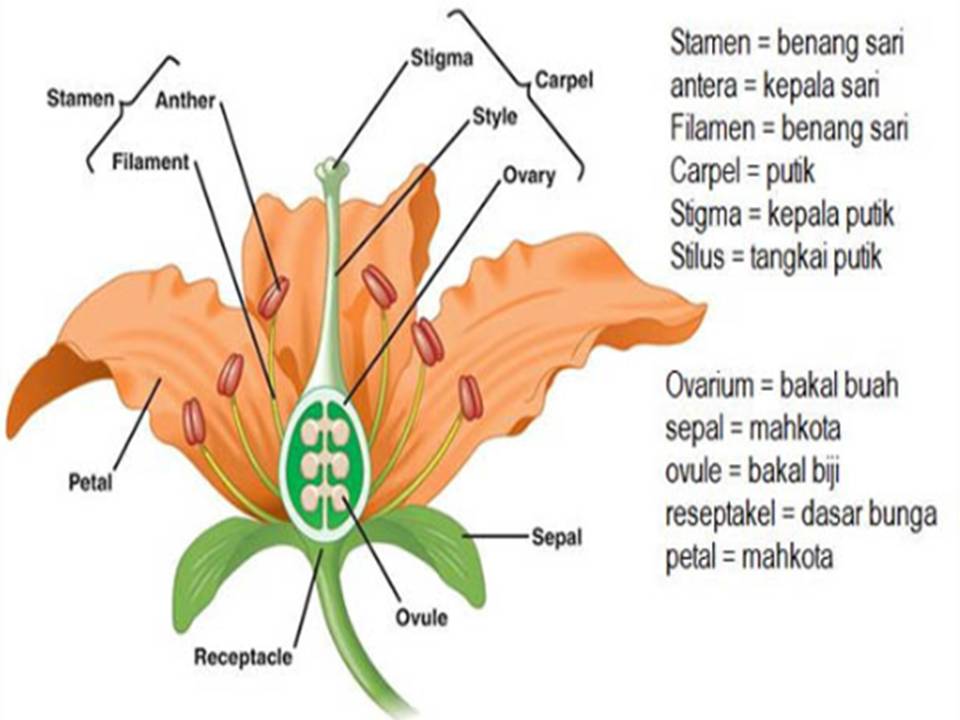 Gambar Struktur Bunga pada Tumbuhan