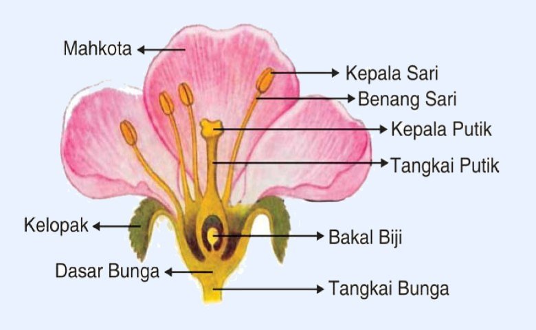 Gambar Struktur Bunga