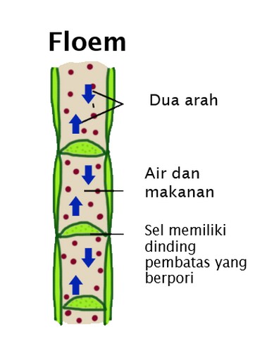 Gambar Struktur Jaringan Floem