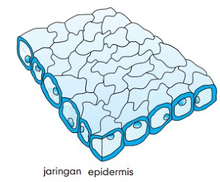 Gambar Struktur Jaringan Pelindung (Epidermis)