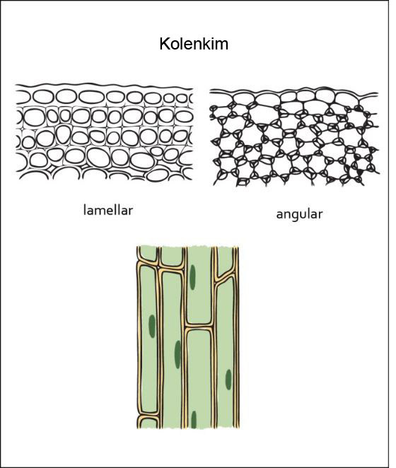 Gambar Struktur jaringan Kolenkim