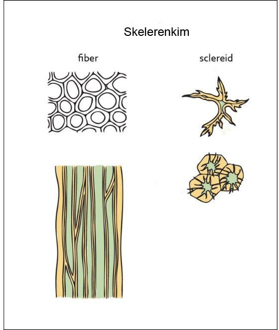 Gambar Struktur jaringan Sklerenkim