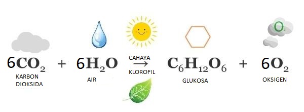 Reaksi Kimia Fotosintesis