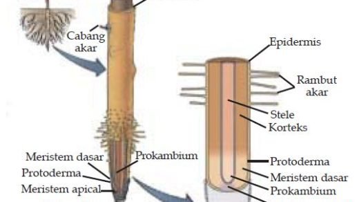 Rangkuman Struktur dan Fungsi Tumbuhan Kelas 8 Kurikulum Rangkuman Struktur dan Fungsi Tumbuhan Kelas 8 Kurikulum