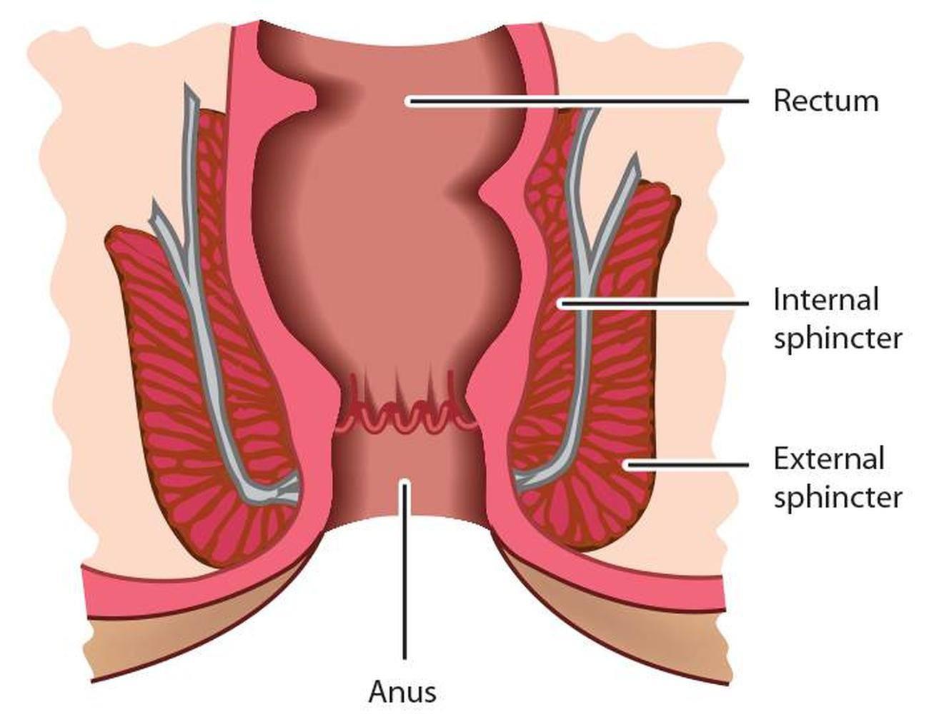 Gambar Anatomi Anus