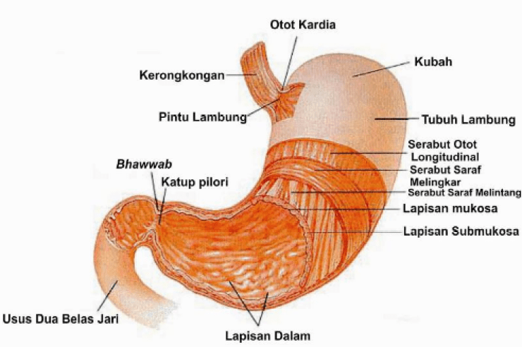 Gambar Anatomi Lambung