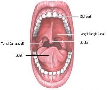 Gambar Anatomi Mulut