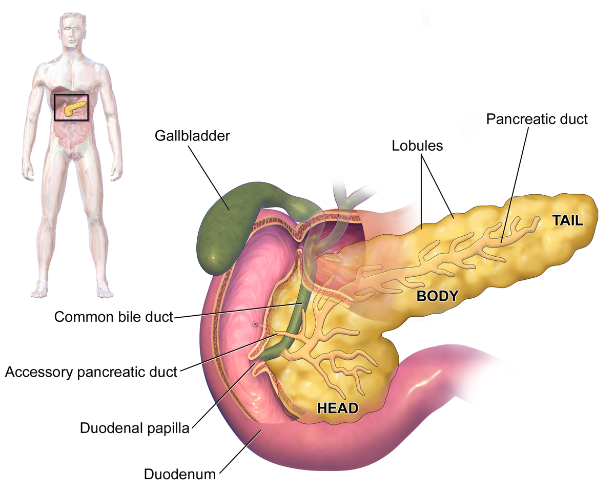 Gambar Anatomi Pankreas Manusia