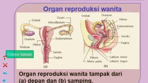 12 Soal Un Senyawa Karbon Dan Pembahasannya Materi Kimia