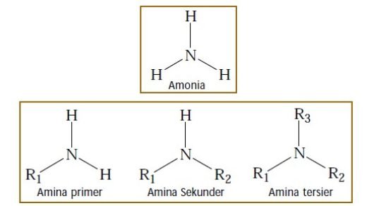 Tata Nama Senyawa Amina - Materi Kimia