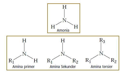 Rumus Umum dan Klasifikasi Amina