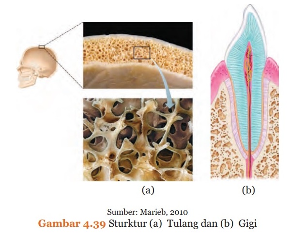 Struktur Tulang dan Struktur Gigi