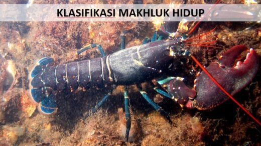 Rangkuman Materi Sistem Koloid Kelas 11 - Materi Kimia