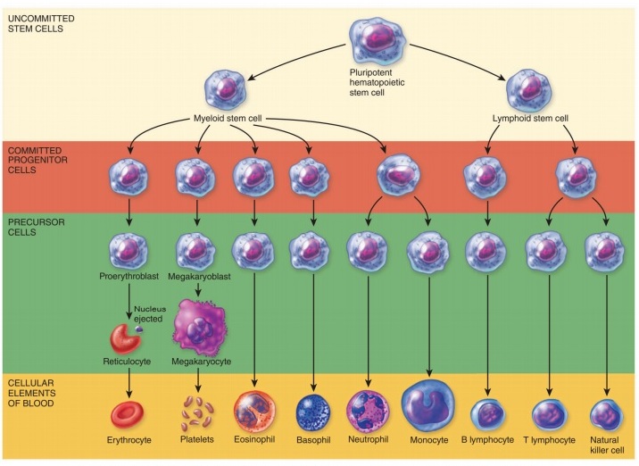 Gambar Proses Pembentukan Sel Darah (Hematopoiesis) pada Tubuh Manusia