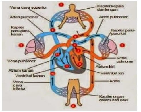 Gambar Sistem Peredaran Darah pada Manusia