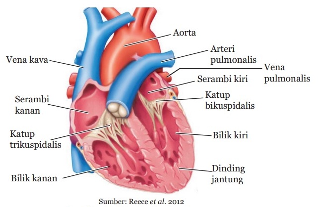 Gambar Struktur Jantung