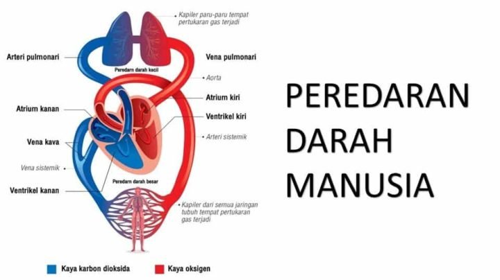Sistem Peredaran Darah Besar dan Kecil - Materi Kimia
