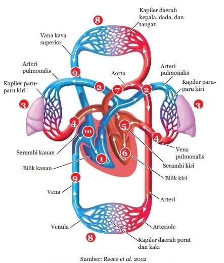 Gambar Sistem Peredaran Darah manusia