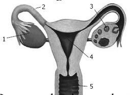 Organ Reproduksi Internal wanita