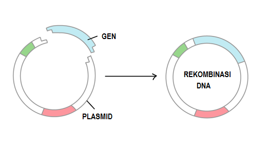 Rekombinasi DNA