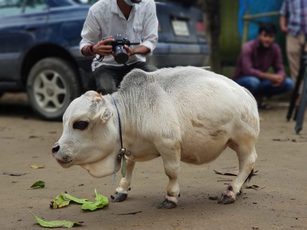 Sapi dengan Tubuh Mungil