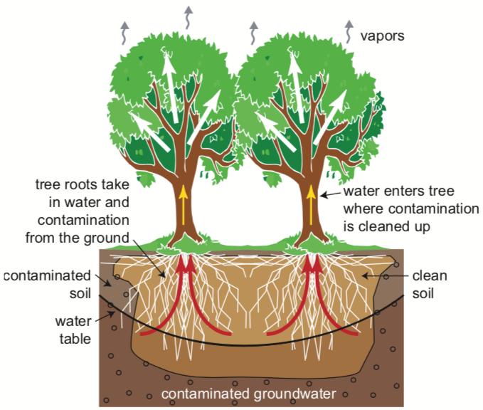 Tree well. Phytoremediation. Фильтрация дерева. Тупроқнинг экологик ҳолатининг тикланиши - Фиторемедиация. Phytoremediation Constructed.