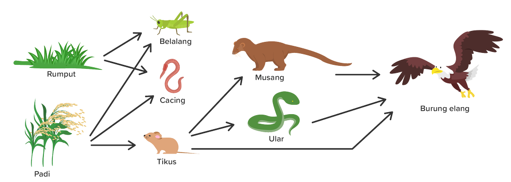 Jaring-Jaring Makanan Ekosistem Sawah